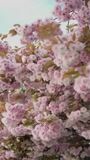 Peach pink Unstitched for Women