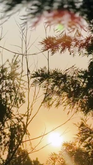 Bottle green Unstitched for Women